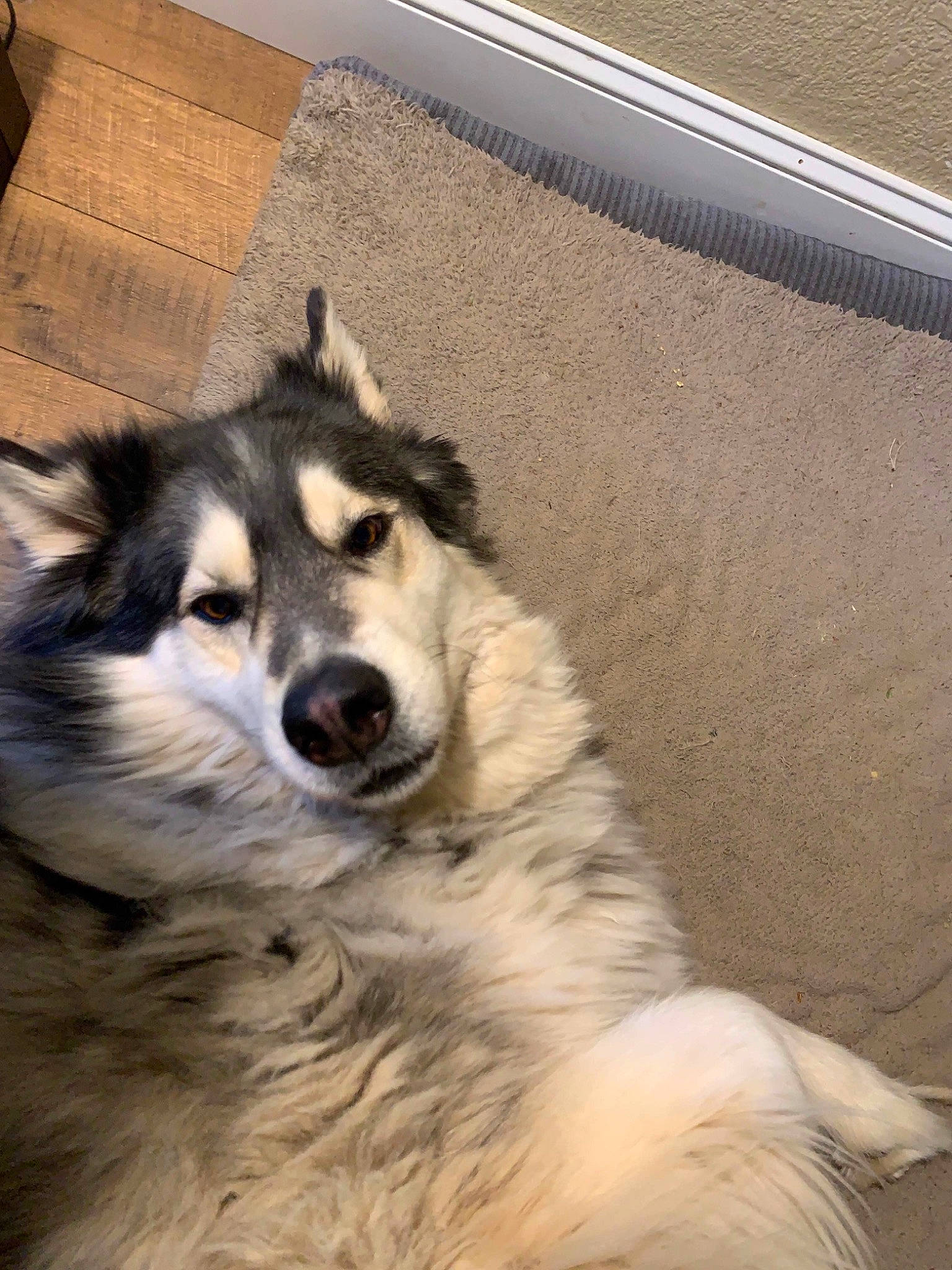 Loki is registered to the contest to win money with this photo: ancient_dog_breeds, canidae, carnivore, companion_dog, dog, dog_breed, eye, foot, fur, jaw, plant, sled_dog, snout, sporting_group, terrestrial_animal, whiskers, wildlife, working_animal, working_dog