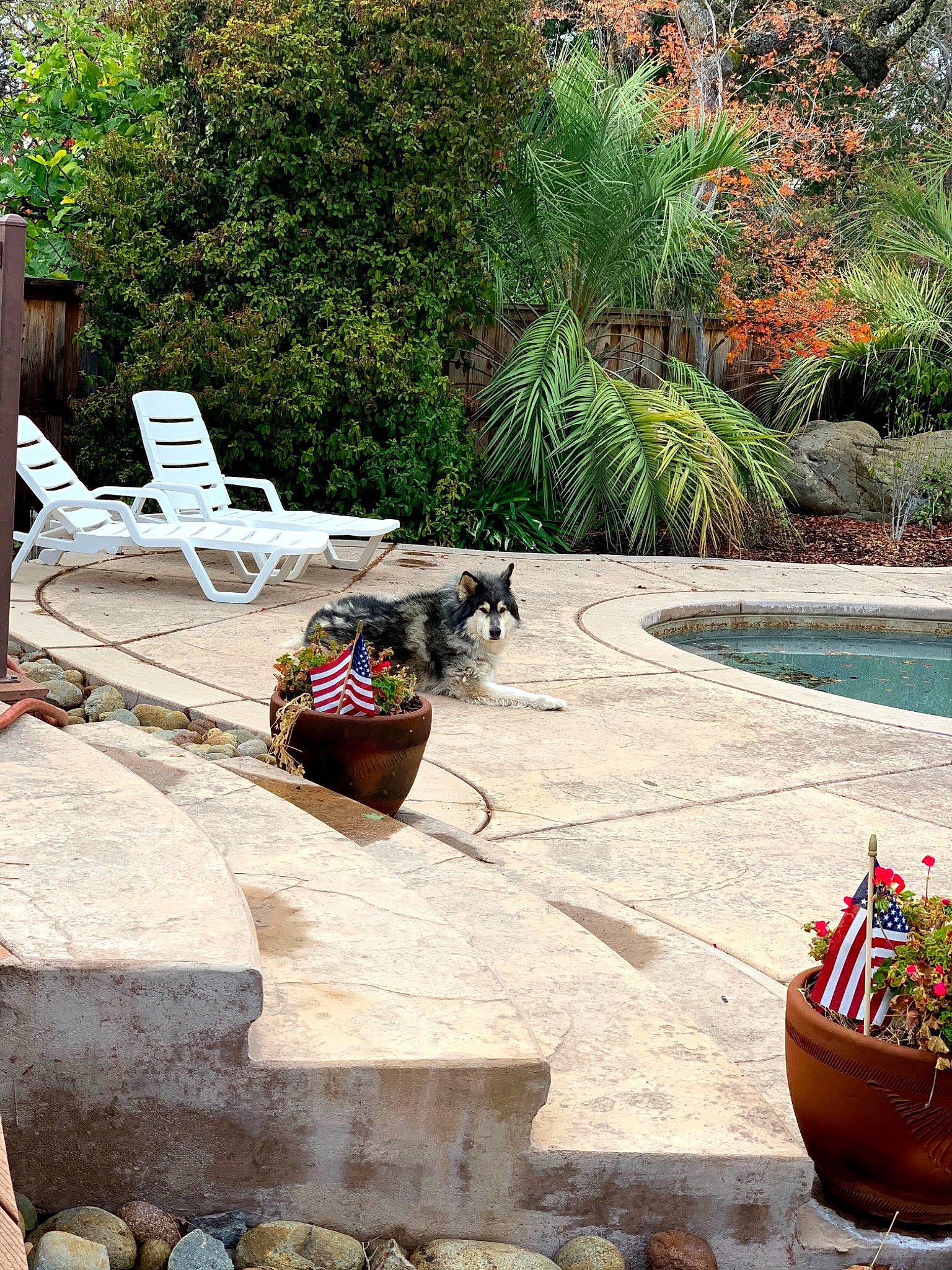 Loki joined the competition — help win amazing prizes! chair, flower, flowerpot, furniture, grass, houseplant, landscape, leisure, morning, outdoor_furniture, plant, property, real_estate, road_surface, shrub, summer, tints_and_shades, tree, wall, wood