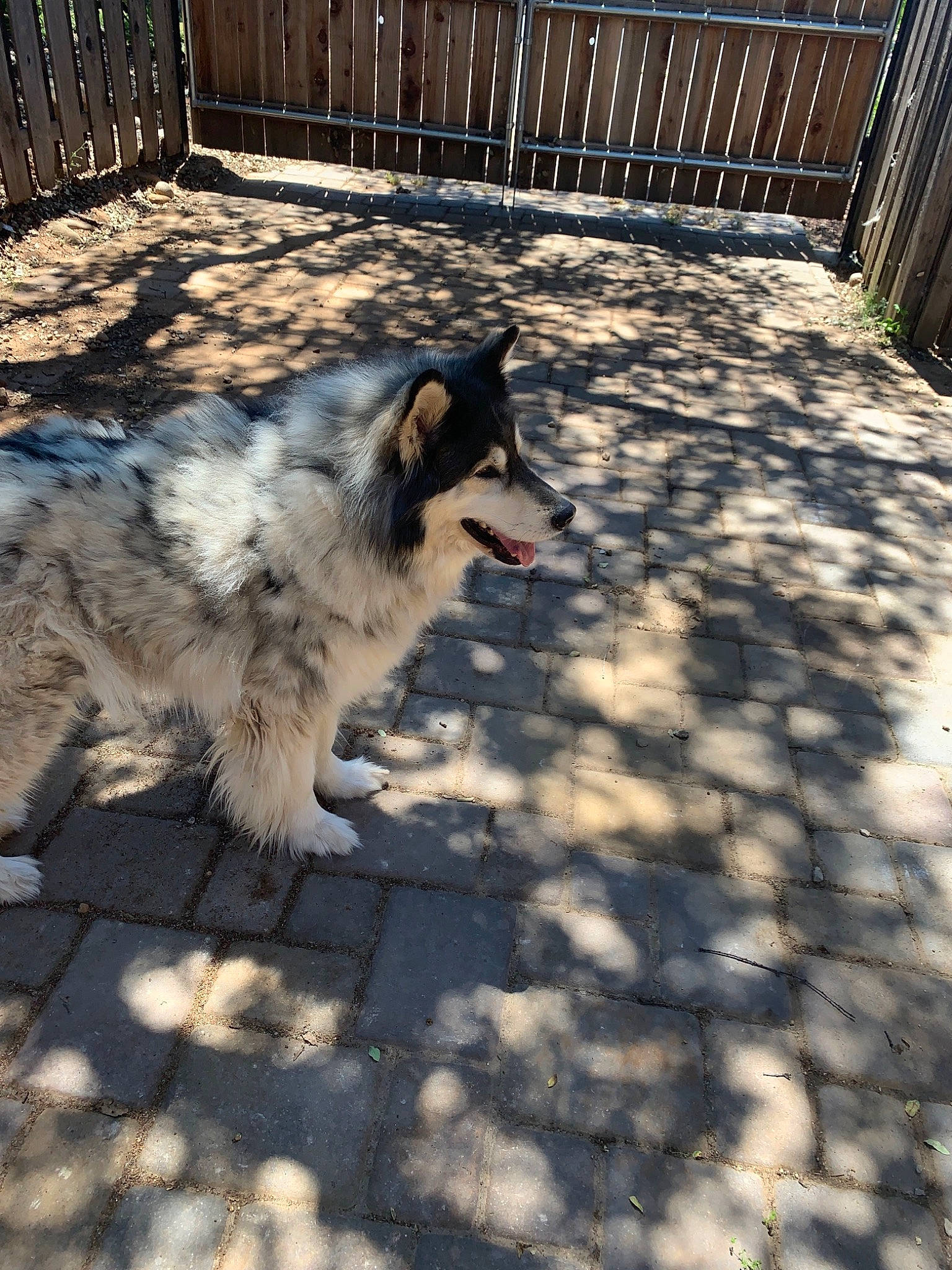 Loki joined the competition — help win amazing prizes! canidae, canis, carnivore, companion_dog, dog, dog_breed, fence, fur, grass, herding_dog, light, road_surface, shadow, sled_dog, snout, sporting_group, tail, winter, working_animal, working_dog