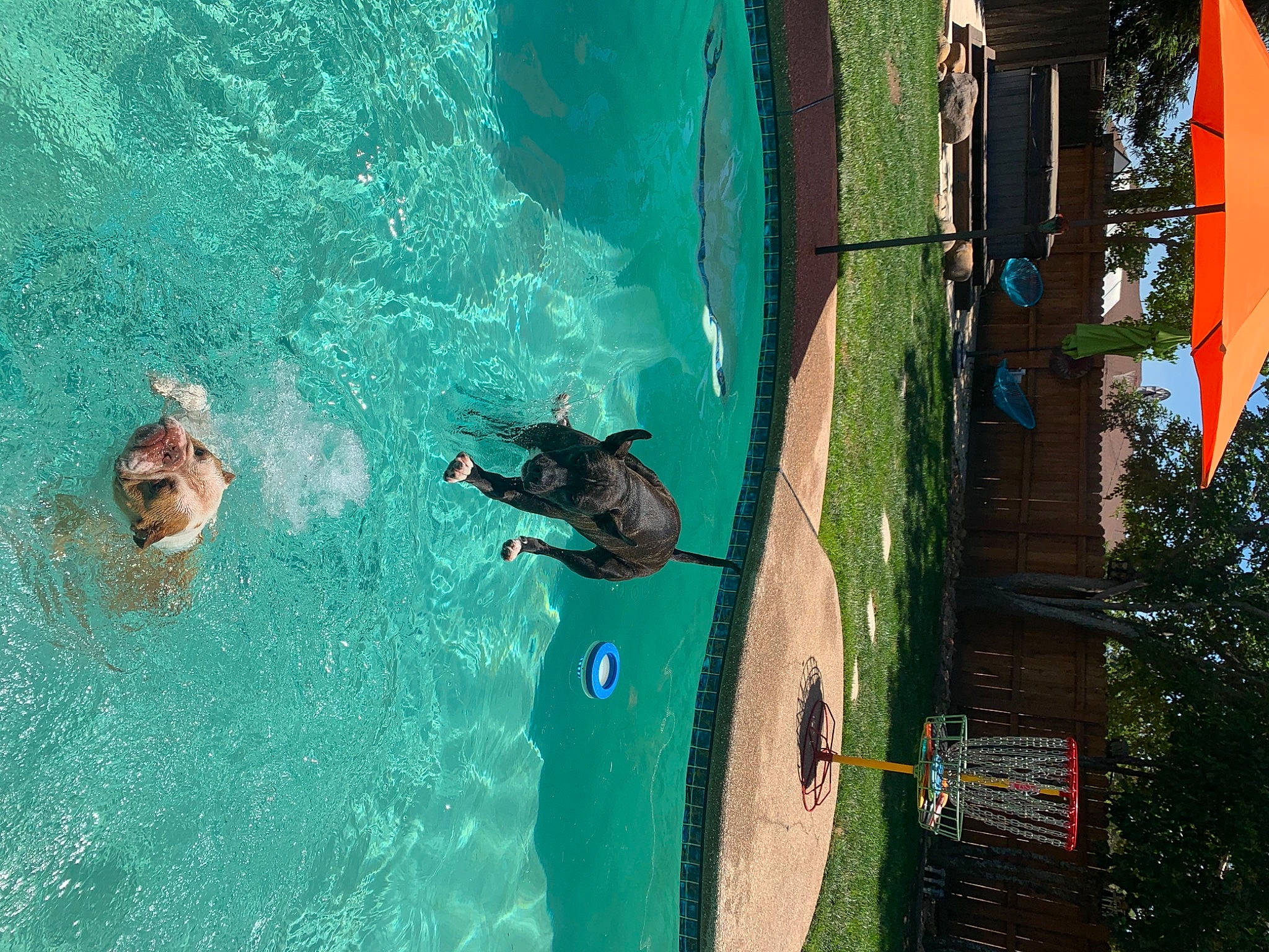 Zeus joined the competition — help win amazing prizes! aerial_photography, azure, birds_eye_view, extreme_sport, fun, games, landscape, leisure, leisure_centre, ocean, organism, recreation, resort_town, swimming_pool, tree, vacation, water, water_park, wave, world