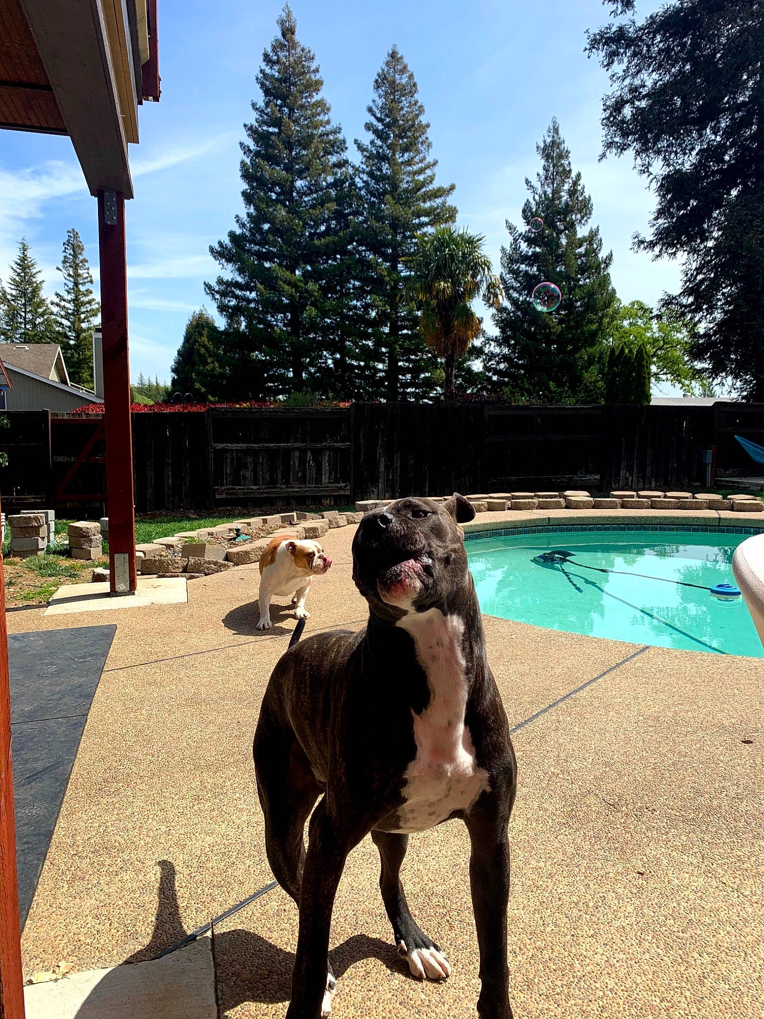 Zeus is registered to the contest to win money with this photo: building, carnivore, chair, cloud, companion_dog, dog, dog_breed, fawn, grass, house, leisure, plant, real_estate, shade, sky, swimming_pool, tints_and_shades, tree, water, working_animal