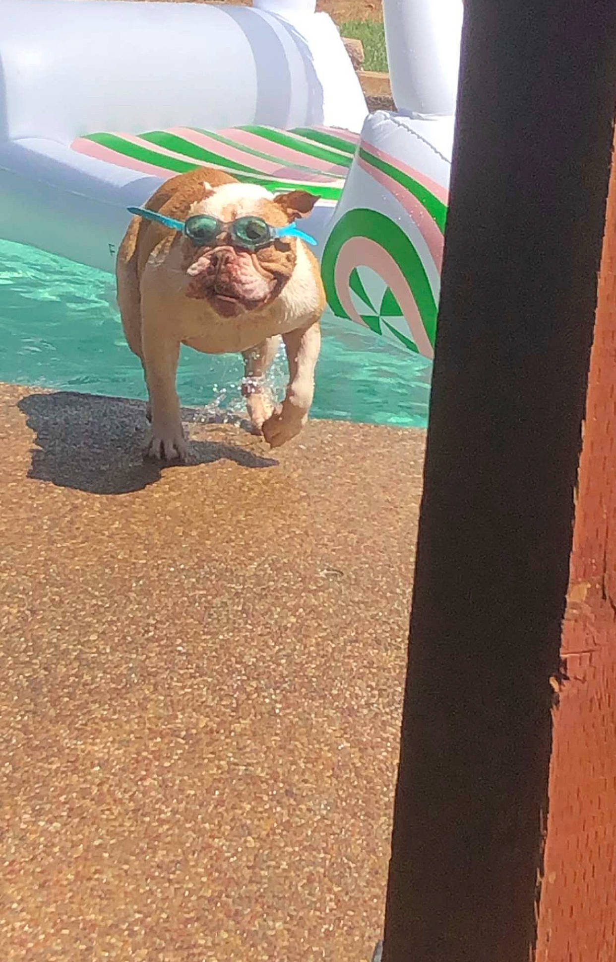 Dozer joined the competition — help win amazing prizes! asphalt, child, concrete, eyewear, fawn, flooring, fun, games, grass, human_leg, landscape, leisure, outdoor_play_equipment, playground_slide, recreation, road_surface, shadow, sitting, soil, wood