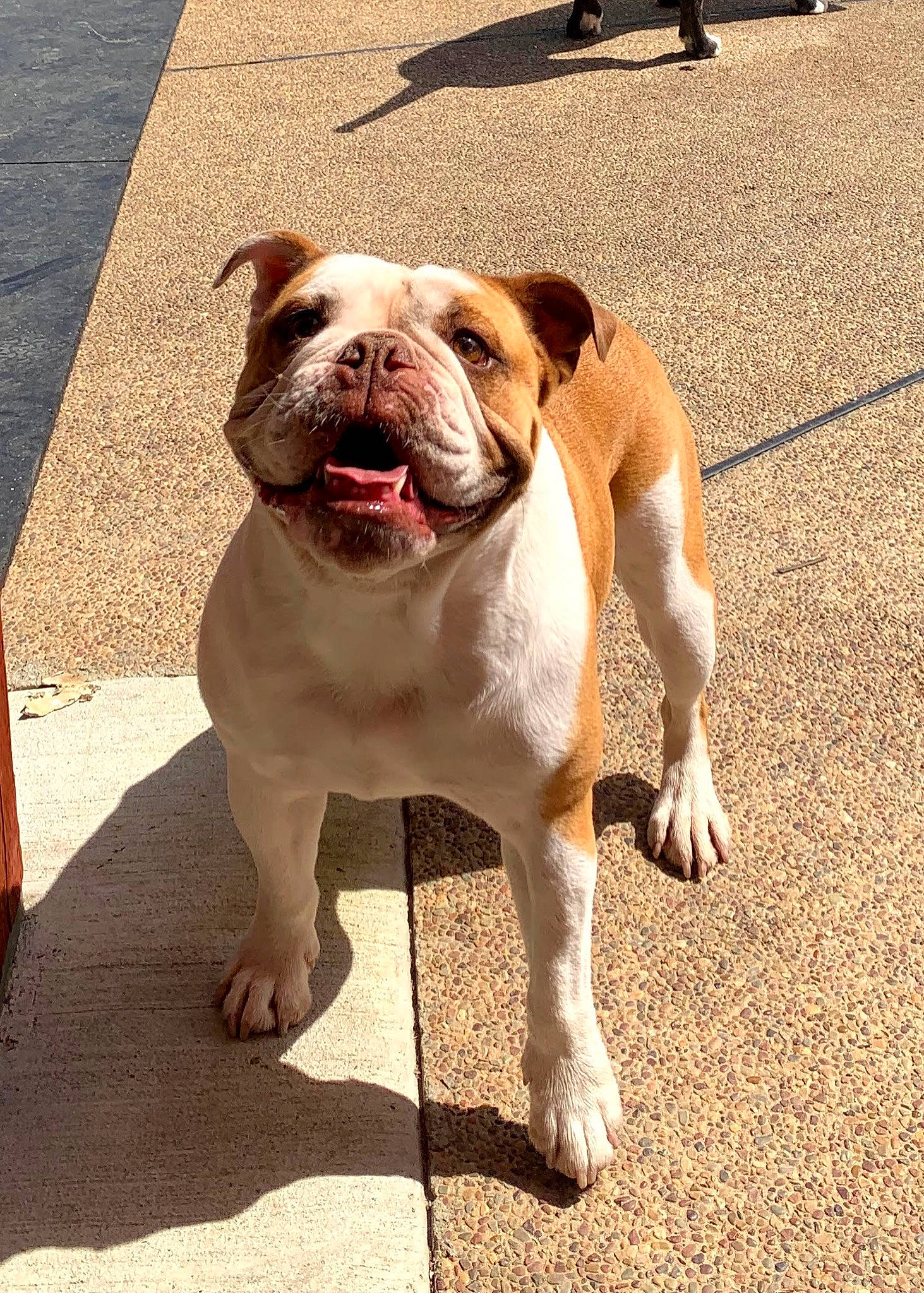 Dozer is registered to the contest to win money with this photo: asphalt, australian_bulldog, bulldog, carnivore, collar, companion_dog, concrete, dog, dog_breed, dog_collar, fawn, flooring, grass, molosser, road_surface, snout, white_english_bulldog, working_animal, working_dog, wrinkle