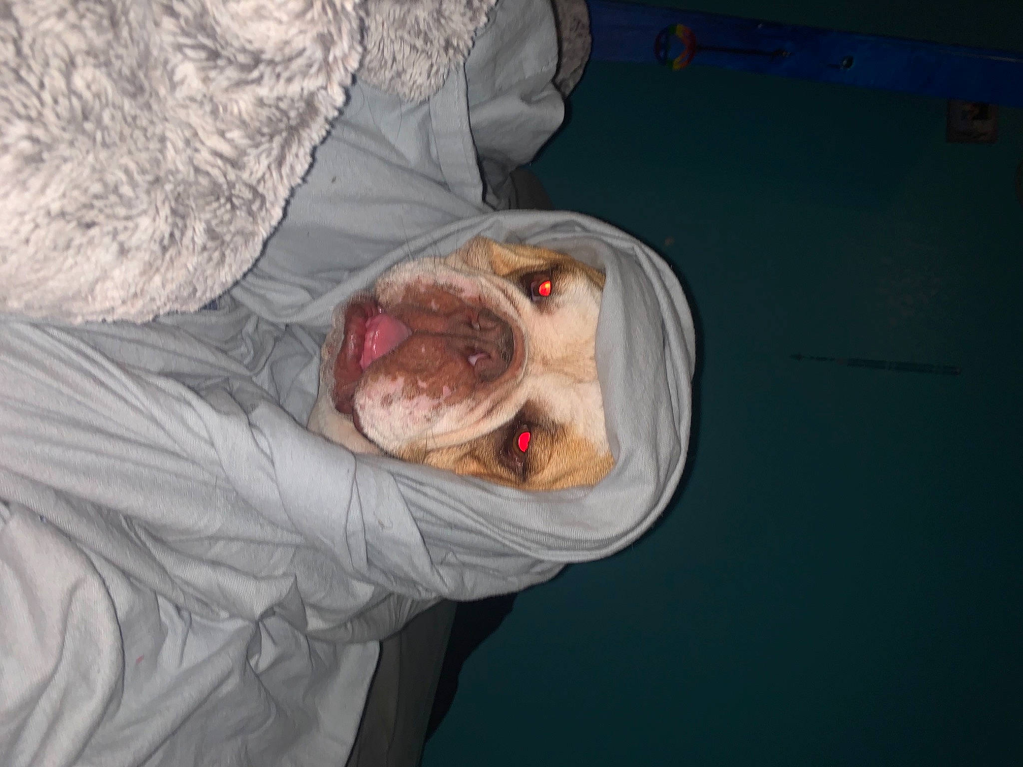 Dozer joined the competition — help win amazing prizes! canidae, carnivore, comfort, companion_dog, dog, dog_breed, fawn, fish, flesh, fur, jaw, non_sporting_group, scar, sporting_group, terrestrial_animal, whiskers, wrinkle