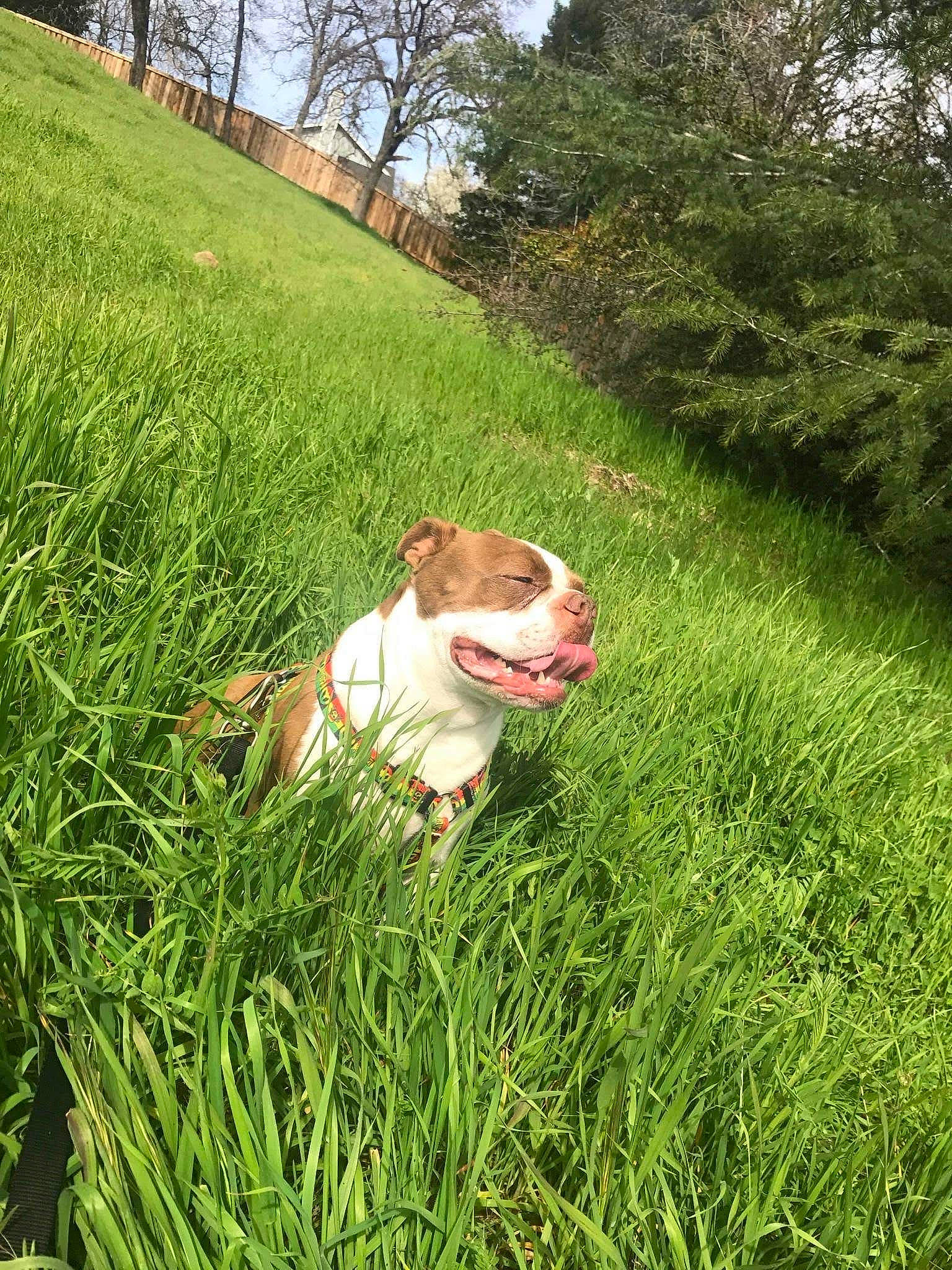 Rusty is registered to the contest to win money with this photo: carnivore, companion_dog, dog, dog_breed, fawn, grass, grass_family, grassland, groundcover, landscape, lawn, meadow, people_in_nature, plant, sky, snout, terrestrial_animal, toy, tree, working_animal