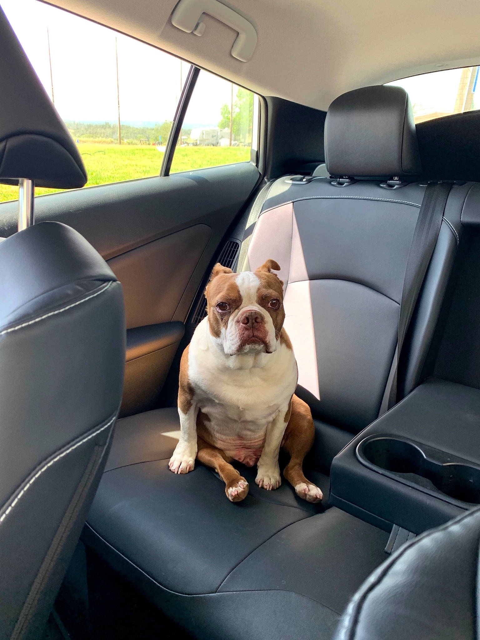 Rusty is registered to the contest to win money with this photo: automotive_design, automotive_exterior, bulldog, car, car_seat, car_seat_cover, carnivore, comfort, companion_dog, dog, dog_breed, fawn, head_restraint, land_vehicle, mode_of_transport, motor_vehicle, personal_luxury_car, vehicle, vehicle_door, window