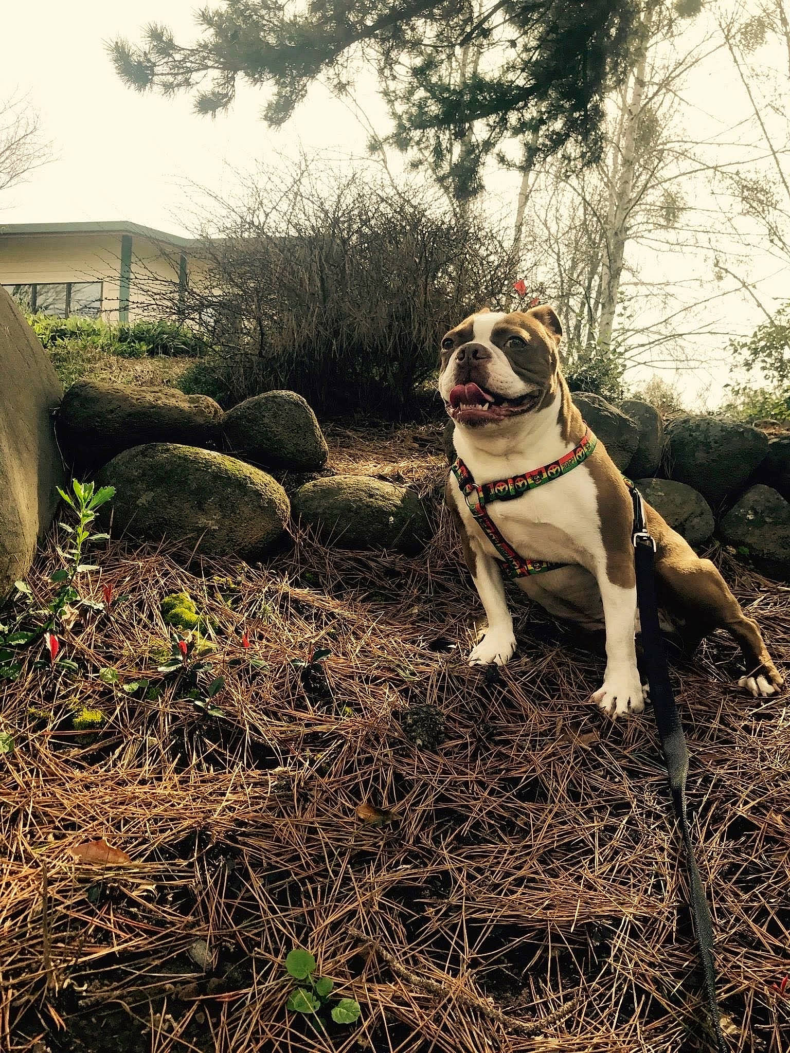 Rusty is registered to the contest to win money with this photo: canidae, carnivore, companion_dog, dog, dog_breed, dog_collar, fawn, grass, landscape, leash, people_in_nature, plant, shrub, sky, snout, soil, tail, tints_and_shades, tree, twig