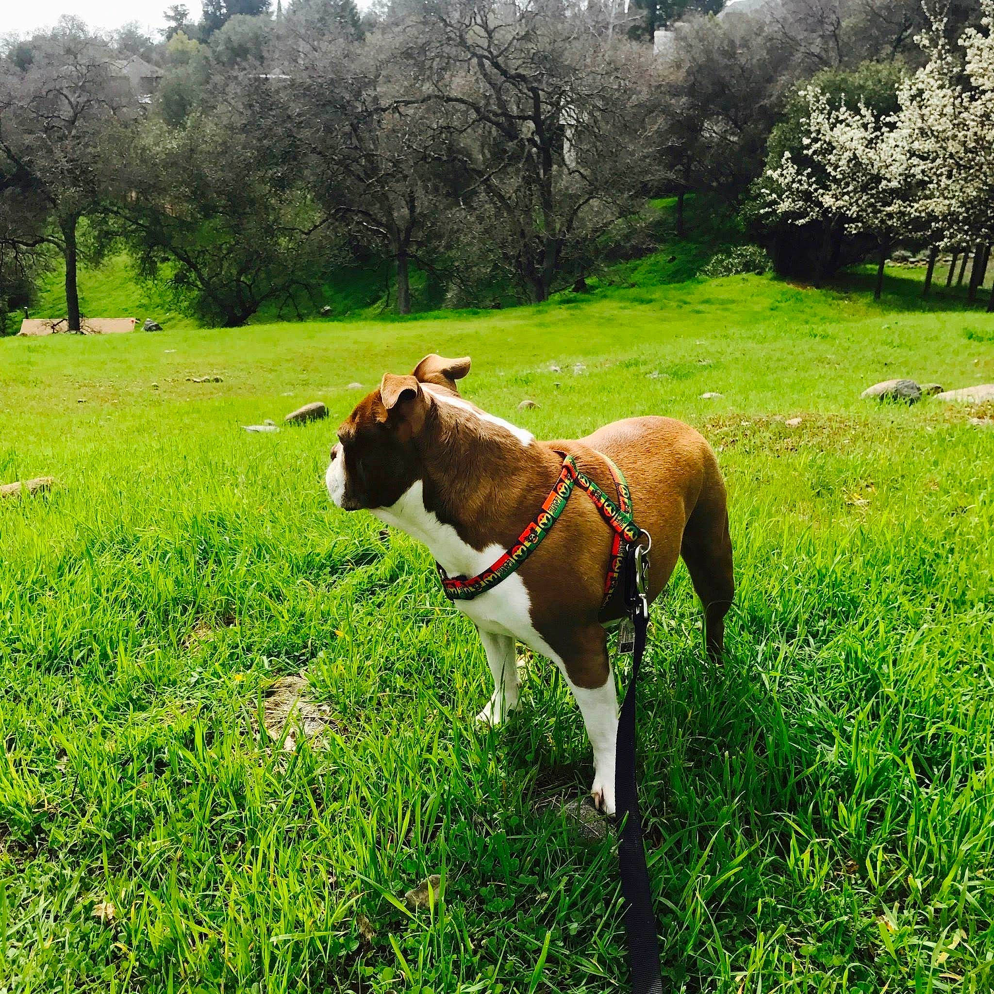 Rusty joined the competition — help win amazing prizes! carnivore, collar, companion_dog, dog, dog_breed, dog_collar, fawn, grass, grassland, groundcover, landscape, meadow, natural_landscape, plant, snout, sporting_group, tail, terrestrial_animal, tree, working_animal