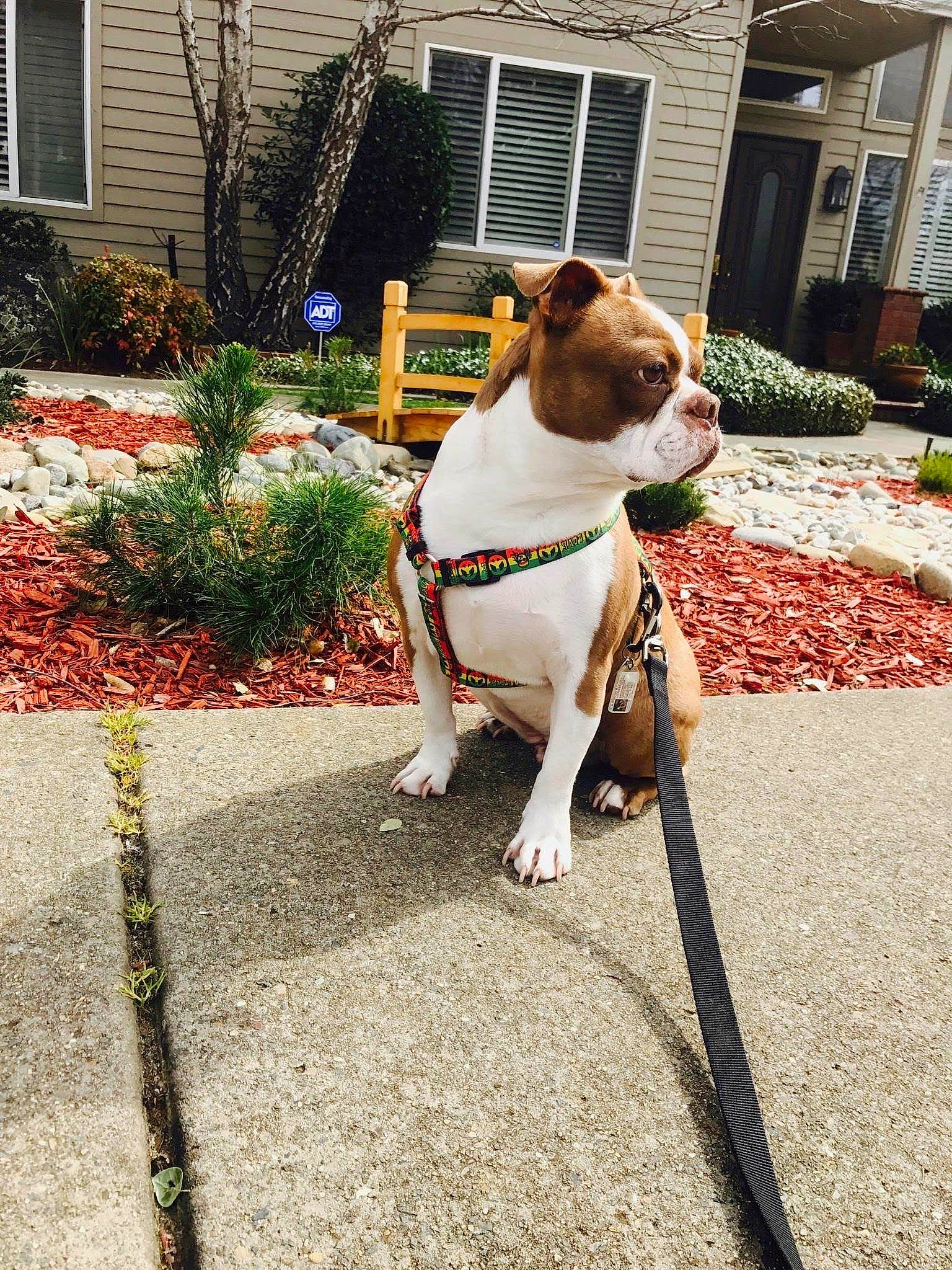 Rusty is registered to the contest to win money with this photo: building, bulldog, carnivore, collar, companion_dog, dog, dog_breed, dog_collar, fawn, grass, leash, plant, road_surface, sidewalk, snout, sporting_group, tail, tree, window, working_animal