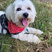 Patapouf participe au concours pour gagner de l'argent avec cette photo : dog, white_dog, bandana, red_bandana, grass, outdoor, happy, panting, pet, canine, leash, nature, summer, closeup, animal, playful, tongue_out, fur, cute, resting