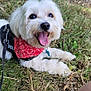 dog, white_dog, bandana, red_bandana, grass, outdoor, happy, panting, pet, canine, leash, nature, summer, closeup, animal, playful, tongue_out, fur, cute, resting