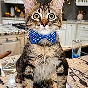 Teddy joined the competition — help win amazing prizes! animal, blue, bow_tie, cat, close_up, curious, cute, domestic_cat, ears, eyes, feline, fur, indoor, kitchen, kitten, marble_countertop, pet, polka_dot, tabby, whiskers