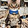 Teddy