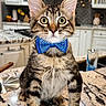 animal, blue, bow_tie, cat, close_up, curious, cute, domestic_cat, ears, eyes, feline, fur, indoor, kitchen, kitten, marble_countertop, pet, polka_dot, tabby, whiskers