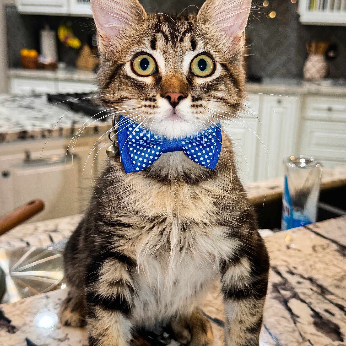 Teddy joined the competition — help win amazing prizes! animal, blue, bow_tie, cat, close_up, curious, cute, domestic_cat, ears, eyes, feline, fur, indoor, kitchen, kitten, marble_countertop, pet, polka_dot, tabby, whiskers