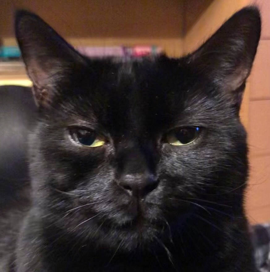 Sam joined the competition — help win amazing prizes! black_cat, bombay, carnivore, cat, domestic_short_haired_cat, felidae, fur, small_to_medium_sized_cats, snout, terrestrial_animal, whiskers