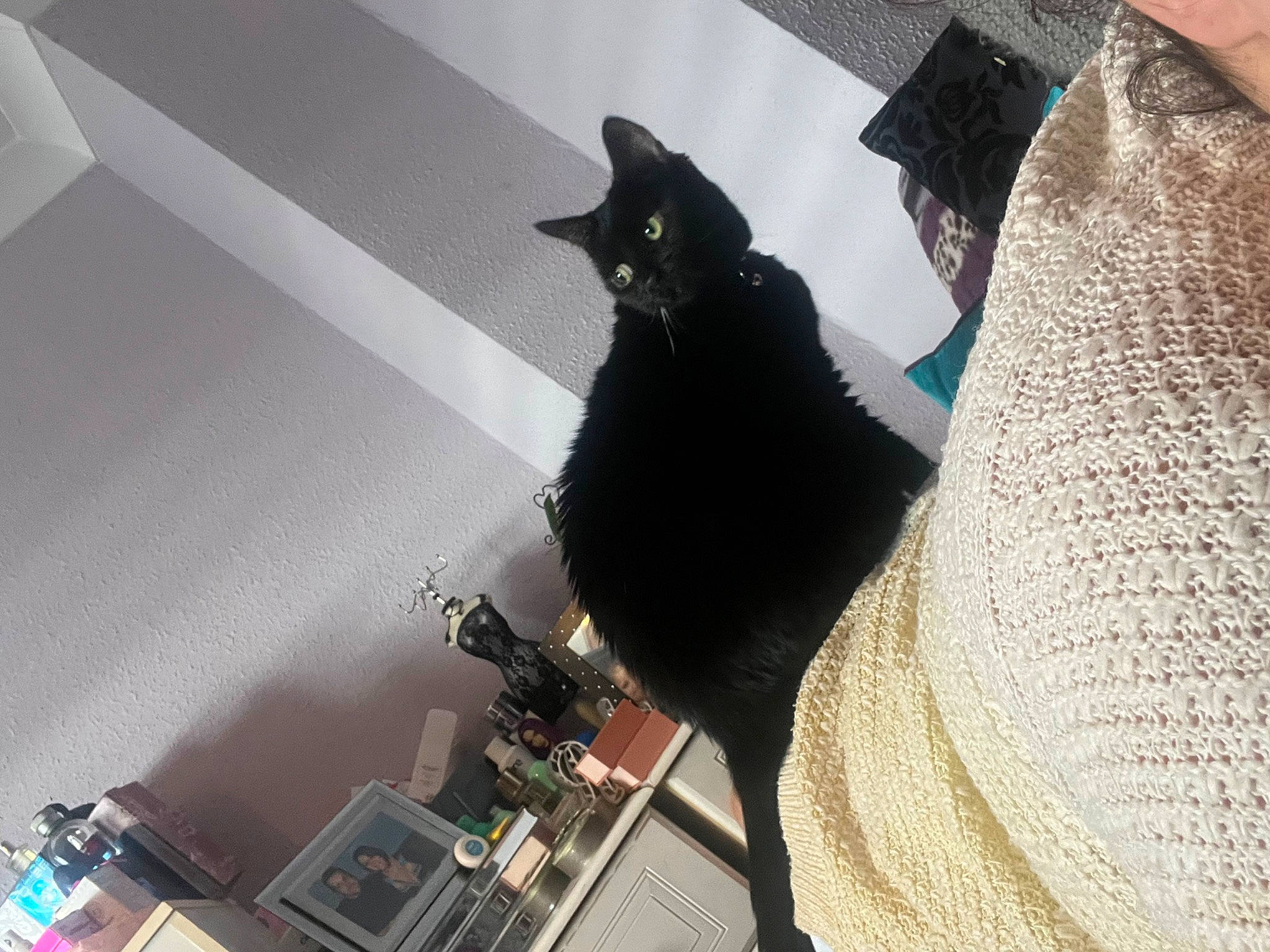 Sam joined the competition — help win amazing prizes! audio_equipment, black_cat, bombay, carnivore, cat, ceiling, domestic_short_haired_cat, fashion_accessory, felidae, formal_wear, fur, small_to_medium_sized_cats, tail, tree, whiskers, wool, woolen, woven_fabric