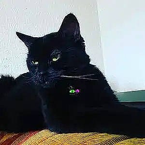 Sam joined the competition — help win amazing prizes! art, black_cat, bombay, carnivore, cat, claw, comfort, domestic_short_haired_cat, felidae, fur, havana_brown, paw, shadow, sitting, small_to_medium_sized_cats, tail, tints_and_shades, whiskers, window