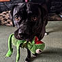dog, black_dog, toy, stuffed_toy, frog_toy, indoor, carpet, fireplace, pet, animal, living_room, close_up, cute, playful, canine, mammal, floor, household, companion, domestic_animal