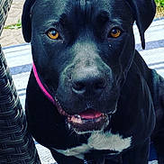 Mirah joined the competition — help win amazing prizes! dog, black_dog, outdoor, collar, pet, animal, canine, close_up, face, eyes, grass, striped_rug, smiling, sitting, chair, fur, muzzle, whiskers, nose, portrait