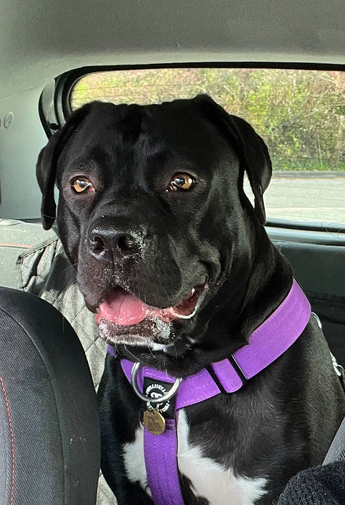 Mirah is registered to the contest to win money with this photo: auto_part, borador, canidae, carnivore, collar, companion_dog, dog, dog_breed, dog_collar, fashion_accessory, fawn, fur, leash, personal_protective_equipment, pet_supply, plant, snout, sporting_group, whiskers, working_animal