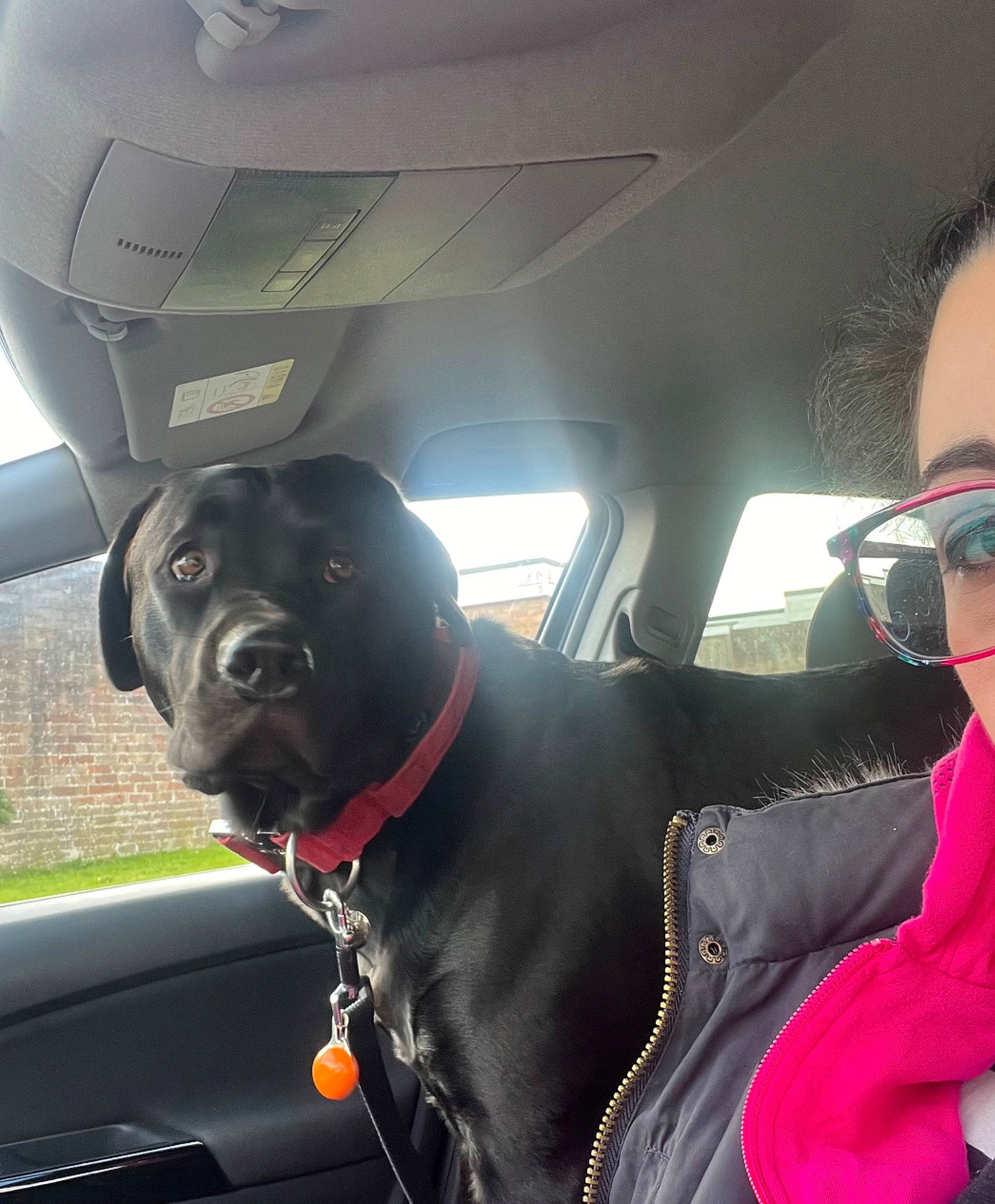 Red is registered to the contest to win money with this photo: auto_part, automotive_design, automotive_exterior, automotive_mirror, car, car_seat, car_seat_cover, carnivore, companion_dog, dog, dog_breed, dog_collar, eyewear, family_car, head_restraint, motor_vehicle, snout, sporting_group, vehicle, vehicle_door