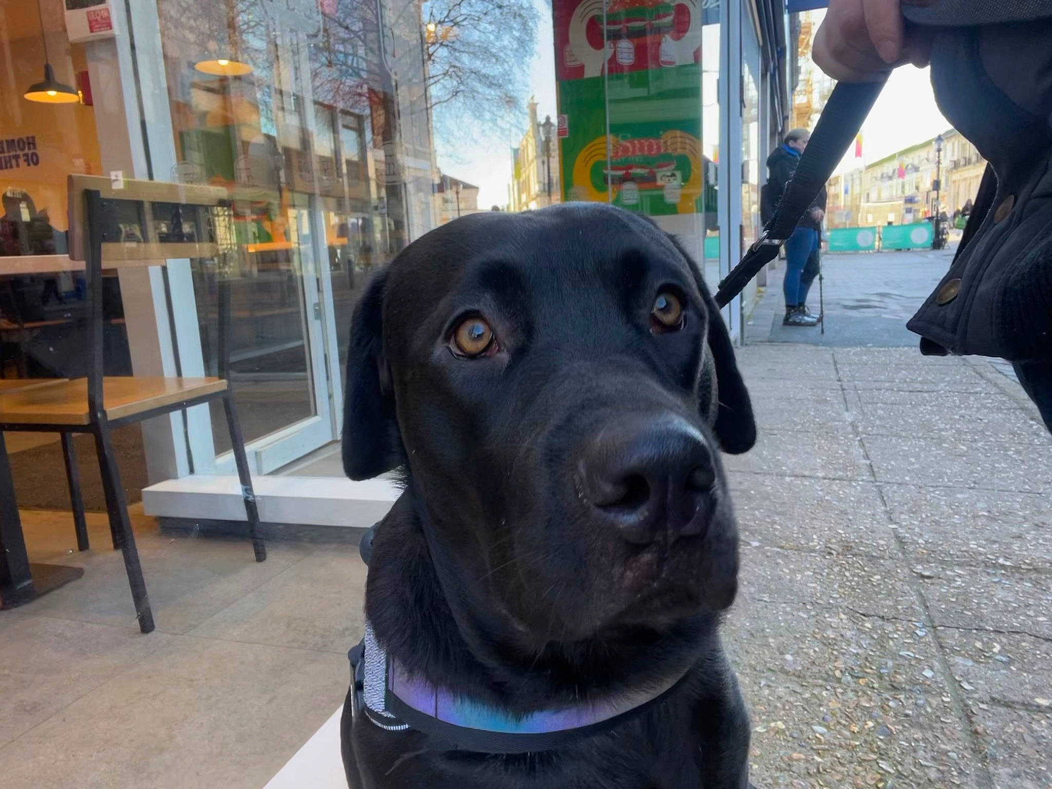 Red joined the competition — help win amazing prizes! borador, building, canidae, carnivore, collar, companion_dog, dog, dog_breed, dog_collar, fawn, fur, guard_dog, hunting_dog, non_sporting_group, road_surface, snout, sporting_group, whiskers, working_animal, working_dog