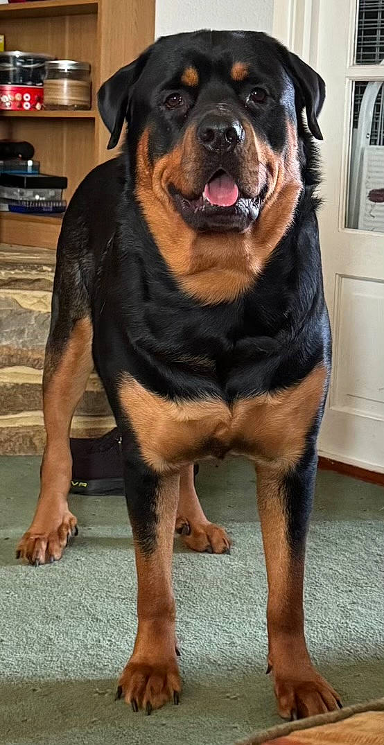 Tengu is registered to the contest to win money with this photo: canidae, carnivore, companion_dog, dog, dog_breed, fawn, foot, fur, gaddi_kutta, guard_dog, home_appliance, kitchen_appliance, rottweiler, snout, sporting_group, television, terrestrial_animal, wall_plate, working_animal, working_dog