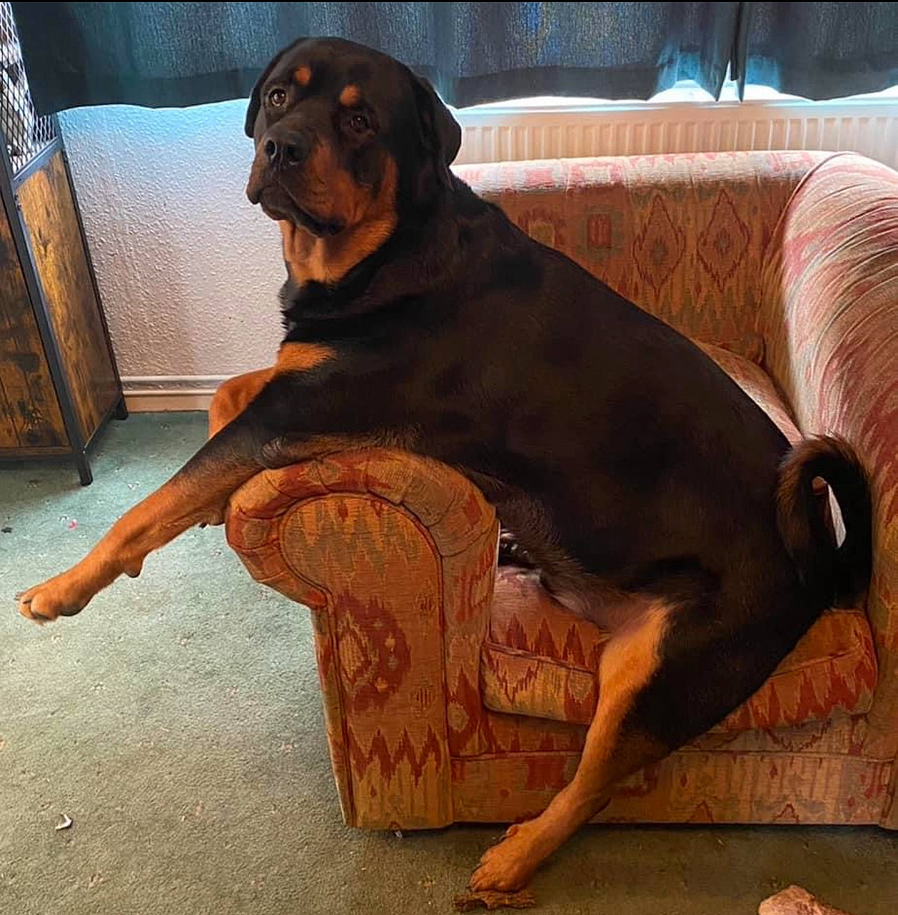 Tengu joined the competition — help win amazing prizes! canidae, carnivore, comfort, companion_dog, couch, dog, dog_breed, fawn, guard_dog, hardwood, hound, liver, sitting, snout, sporting_group, tail, terrestrial_animal, wood, working_animal, working_dog