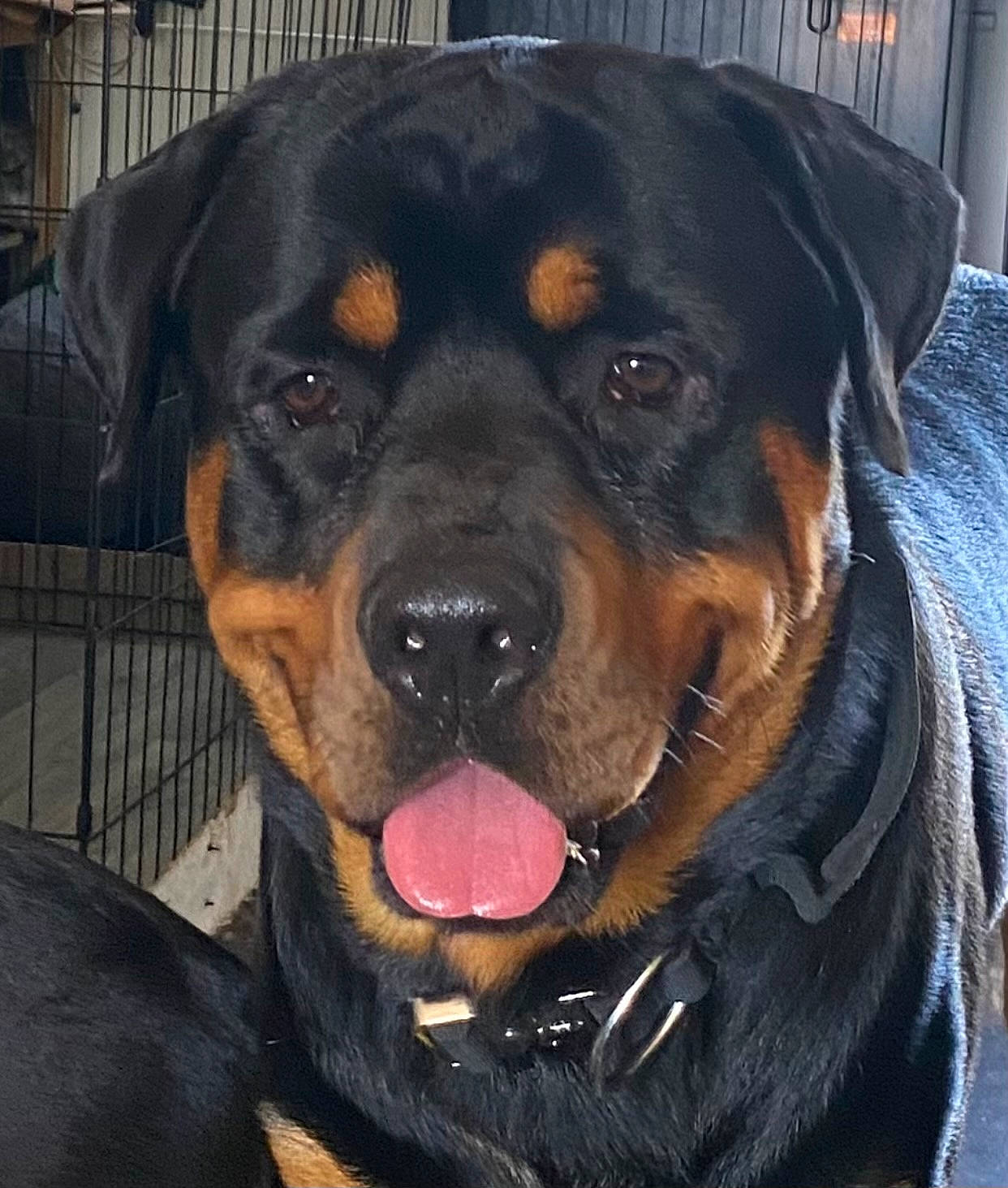 Tengu is registered to the contest to win money with this photo: beaglier, canidae, carnivore, collar, companion_dog, dog, dog_breed, eye, fawn, fur, giant_dog_breed, guard_dog, hunting_dog, rottweiler, snout, sporting_group, whiskers, working_animal, working_dog