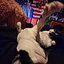 animal, bed, black_and_white, blanket, cat, cozy, cute, decor, domestic, flag, fur, furniture, indoor, leg_up, paw, playing, poster, relaxing, room, whiskers