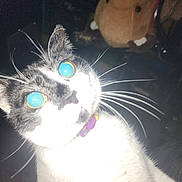Lil Baby is registered to the contest to win money with this photo: animal, background, black_and_white, blue_eyes, cat, close_up, collar, cute, face, flash, fur, indoor, night, overexposed, pet, portrait, stuffed_animal, toy, whiskers