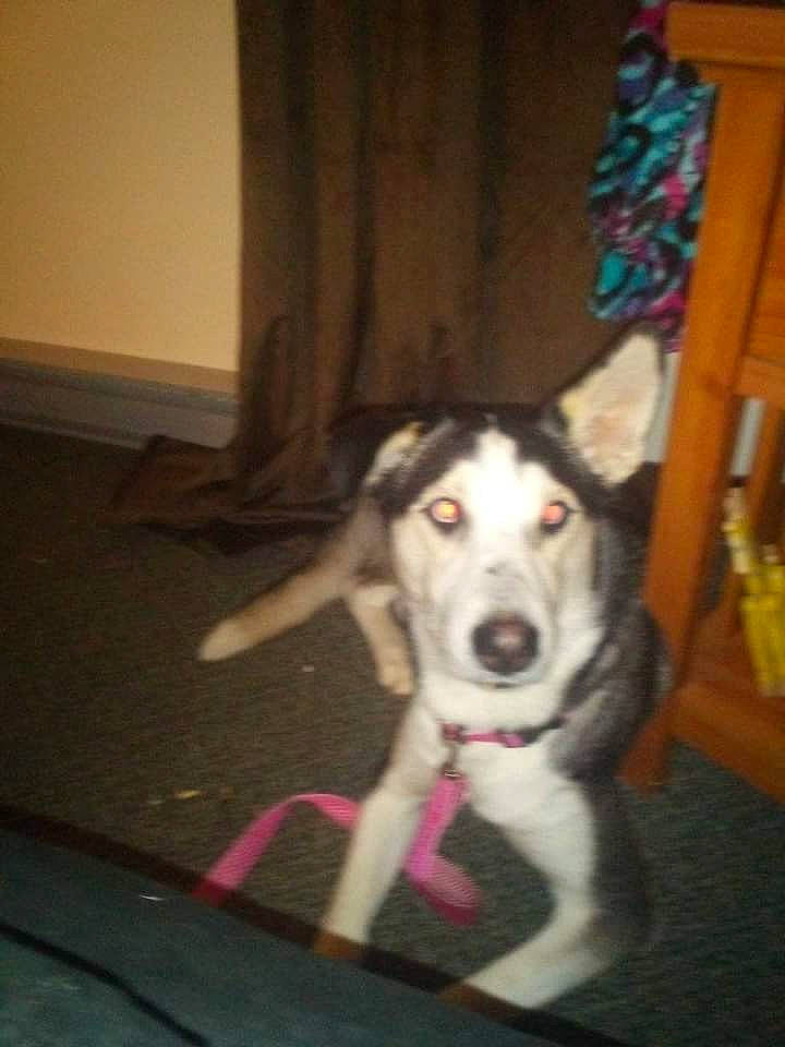 Sylvie is registered to the contest to win money with this photo: canidae, canis, carnivore, companion_dog, curtain, dog, dog_breed, door, flooring, fur, hardwood, siberian_husky, sled_dog, snout, sporting_group, tail, whiskers, wood, working_animal, working_dog