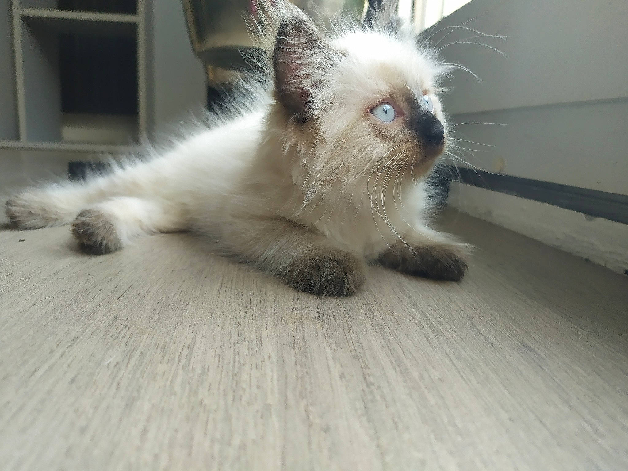 Romeo a rejoint le concours — aidez-le/la à gagner de superbes lots ! balinese, birman, carnivore, cat, domestic_long_haired_cat, eye, felidae, fur, himalayan, iris, kitten, mammal, nose, ragamuffin, ragdoll, skin, small_to_medium_sized_cats, thai, vertebrate, whiskers