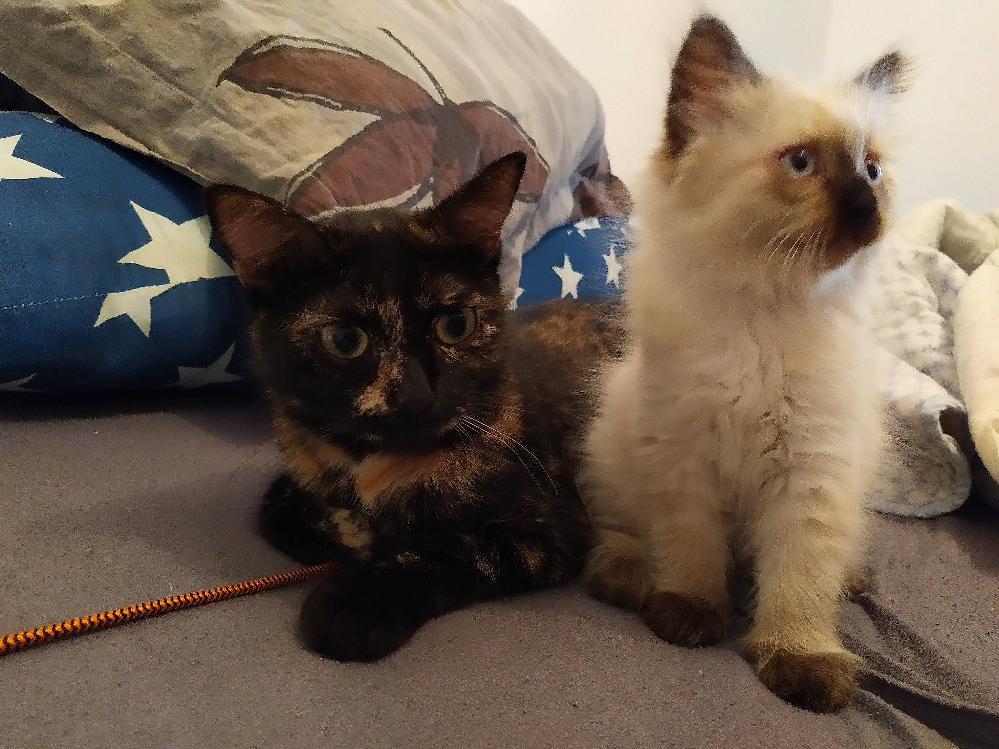 Romeo participe au concours pour gagner de l'argent avec cette photo : asian, balinese, birman, british_semi_longhair, carnivore, cat, domestic_long_haired_cat, felidae, himalayan, kitten, mammal, ojos_azules, ragdoll, siamese, small_to_medium_sized_cats, snout, thai, tonkinese, vertebrate, whiskers