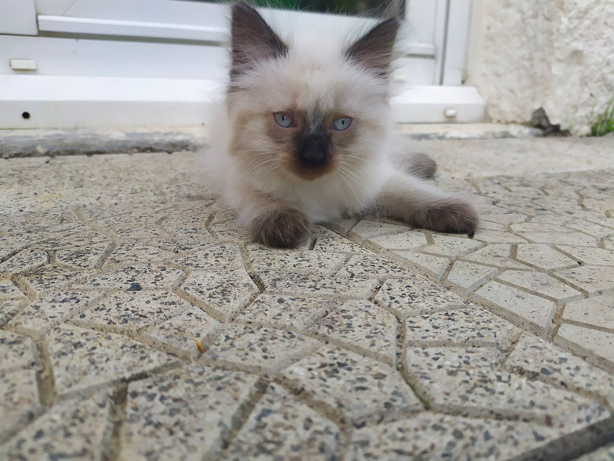 Romeo a rejoint le concours — aidez-le/la à gagner de superbes lots ! asian_semi_longhair, balinese, birman, british_semi_longhair, carnivore, cat, colorpoint_shorthair, domestic_long_haired_cat, eye, felidae, himalayan, iris, kitten, mammal, ragdoll, siamese, small_to_medium_sized_cats, thai, vertebrate, whiskers