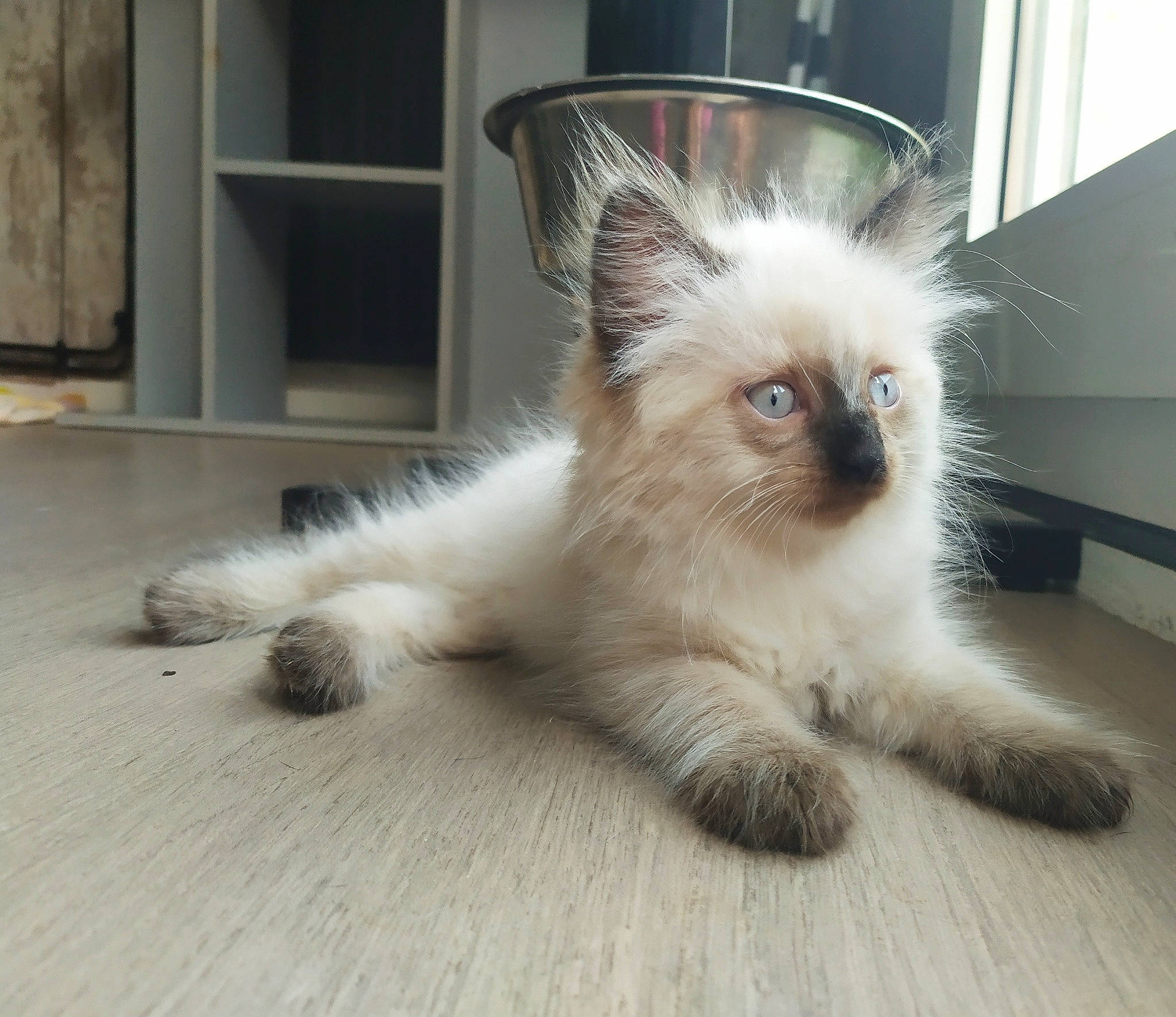 Romeo participe au concours pour gagner de l'argent avec cette photo : asian_semi_longhair, balinese, birman, british_longhair, british_semi_longhair, carnivore, cat, domestic_long_haired_cat, eye, felidae, himalayan, iris, kitten, mammal, ragamuffin, ragdoll, small_to_medium_sized_cats, thai, vertebrate, whiskers