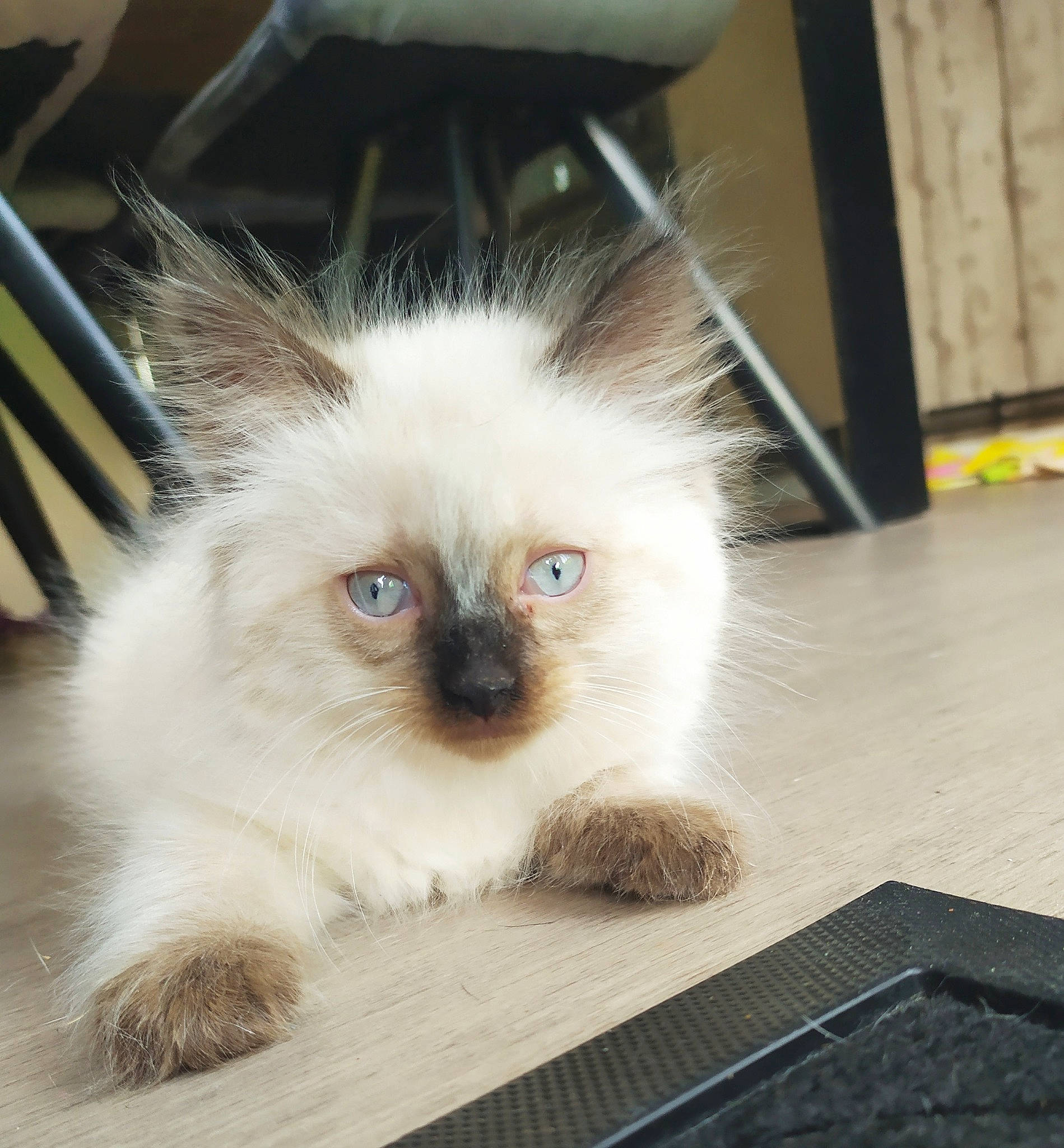 Romeo a rejoint le concours — aidez-le/la à gagner de superbes lots ! asian_semi_longhair, balinese, birman, carnivore, cat, domestic_long_haired_cat, eye, fawn, felidae, fur, himalayan, iris, kitten, mammal, ragdoll, siamese, small_to_medium_sized_cats, thai, vertebrate, whiskers