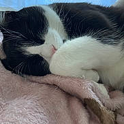 Rio a rejoint le concours — aidez-le/la à gagner de superbes lots ! animal, black_and_white, cat, close_up, comfort, cozy, cute, feline, fur, indoor, nap, paw, pet, pink_blanket, relaxation, resting, sleeping, soft_texture, warm, whiskers