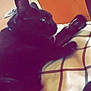 Bear is registered to the contest to win money with this photo: black_cat, cat, indoor, pet, animal, feline, paw, licking, plaid_blanket, bed, wooden_furniture, cozy, carpet, relaxing, closeup, fur, whiskers, claws, domestic_cat, resting