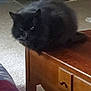 Bear is registered to the contest to win money with this photo: black_cat, cat, furniture, coffee_table, wooden_table, fireplace, home_interior, carpet, plaid_blanket, pet, animal, indoor, furry, sitting, looking, table_leg, cozy, living_room, decor, feline