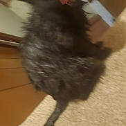 Bear is registered to the contest to win money with this photo: dog, black_dog, carpet, indoor, tongue_out, wooden_door, pet, animal, furry, blurred, playful, sitting, floor, canine, home, domestic, fur, tail, tongue, cute