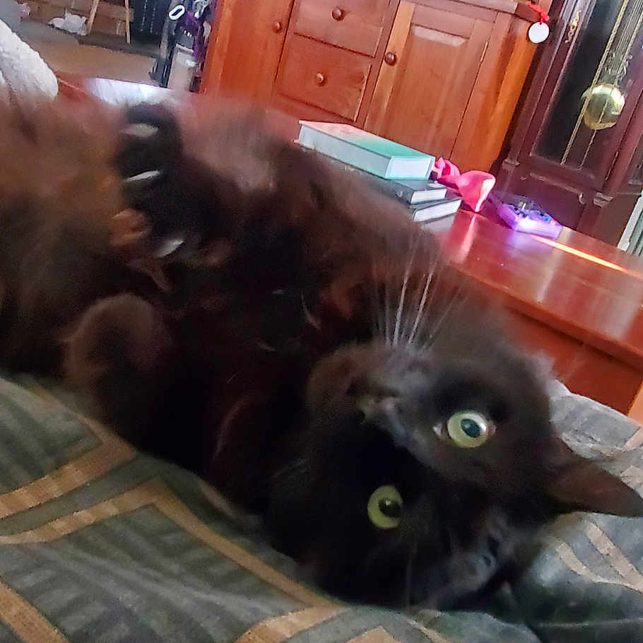 Bear joined the competition — help win amazing prizes! animal, black_cat, blanket, books, carpet, cat, cozy, curious, eyes, feline, furniture, home, indoor, living_room, lying_down, pet, relaxing, soft_lighting, whiskers, wooden_table