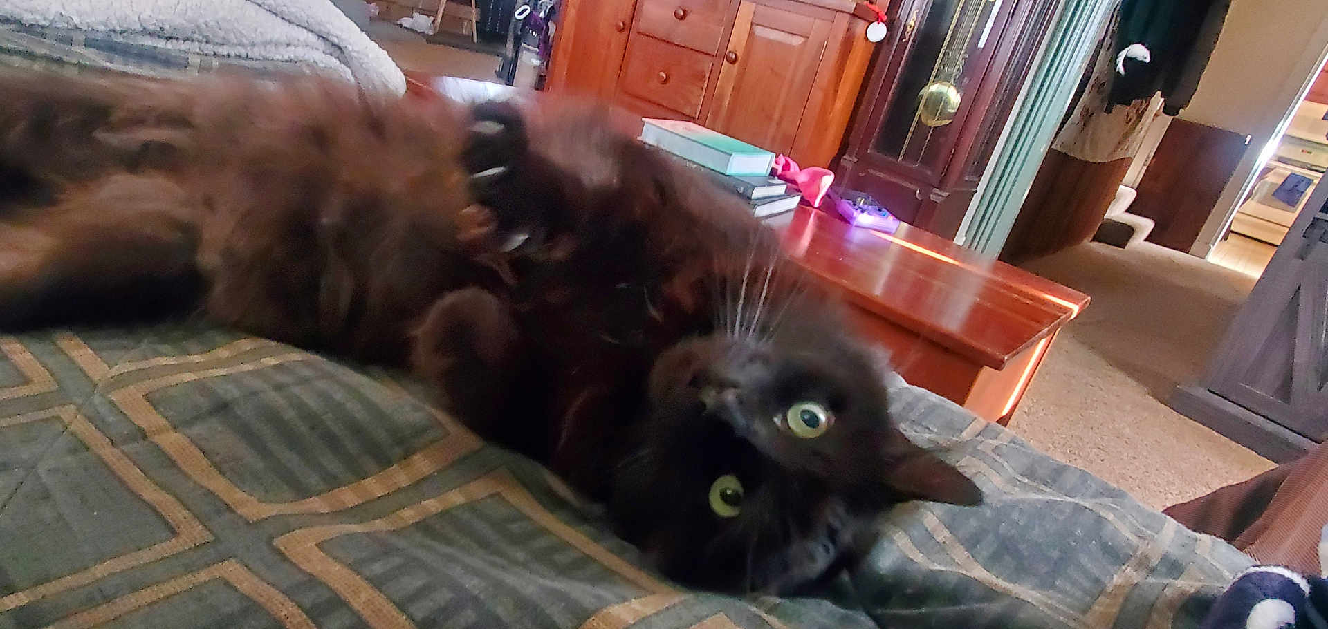 Bear joined the competition — help win amazing prizes! cat, black_cat, pet, indoor, furniture, blanket, wooden_table, books, carpet, whiskers, eyes, relaxing, curious, home, cozy, living_room, animal, feline, lying_down, soft_lighting