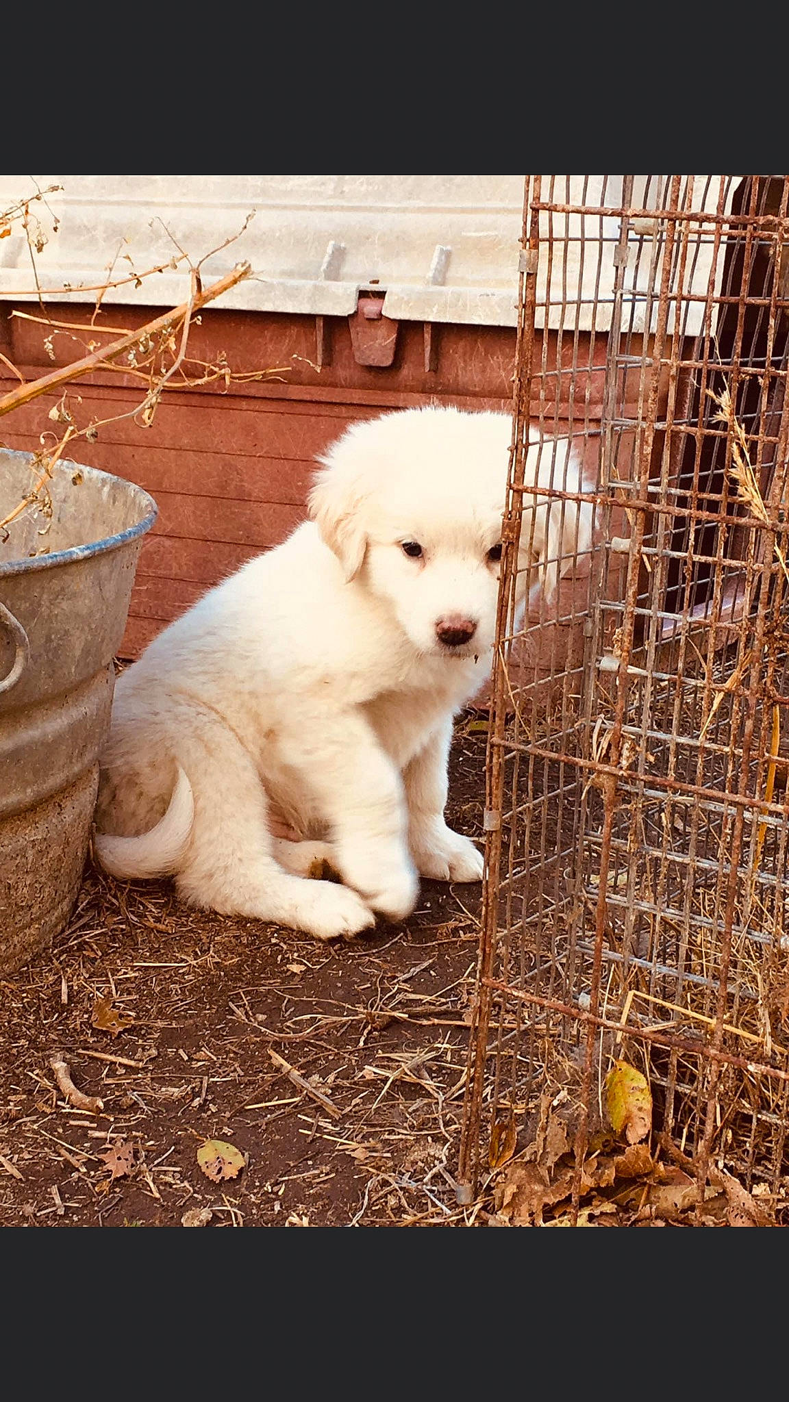 Rosco joined the competition — help win amazing prizes! animal_shelter, cage, carnivore, companion_dog, dog, dog_breed, fawn, flowerpot, fur, grass, livestock_guardian_dog, monochrome_photography, pet_supply, polish_tatra_sheepdog, snout, sporting_group, street_dog, terrestrial_animal, wood, working_animal