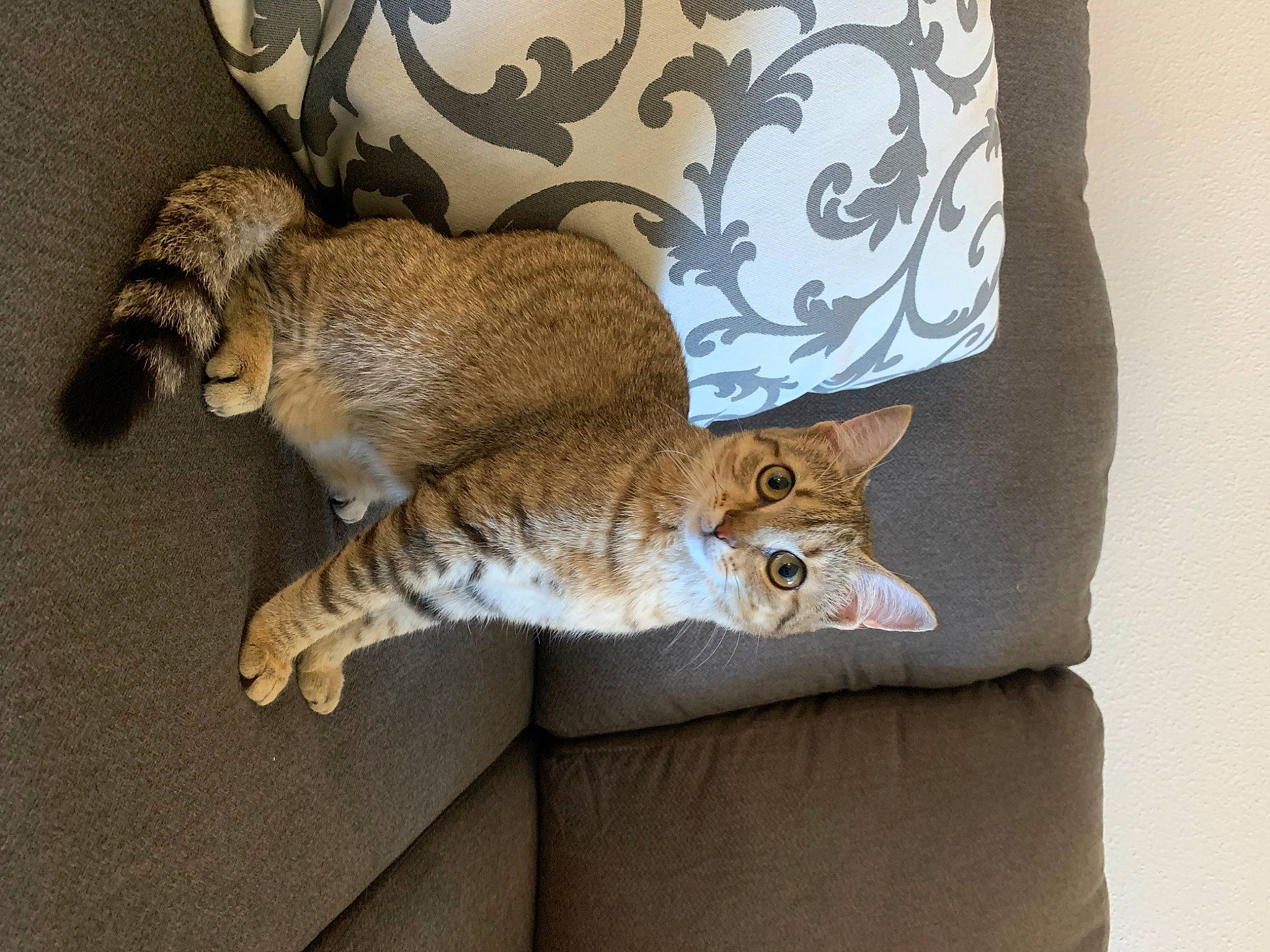 Avery is registered to the contest to win money with this photo: carnivore, cat, cat_supply, claw, comfort, couch, domestic_short_haired_cat, fawn, felidae, fur, linens, nap, paw, room, sleeve, small_to_medium_sized_cats, tail, terrestrial_animal, whiskers, wood