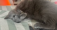 Bean joined the competition — help win amazing prizes! bed, blanket, cat, cozy, curled_up, cute, ears, fur, furniture, gray_cat, home, indoors, nap, paws, portrait, relaxed, resting, sleeping, tail, whiskers