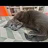 bed, blanket, cat, cozy, curled_up, cute, ears, fur, furniture, gray_cat, home, indoors, nap, paws, portrait, relaxed, resting, sleeping, tail, whiskers