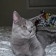 Bean is registered to the contest to win money with this photo: animal, bed, bedroom, bedspread, blanket, cat, cozy, crossed_paws, ears, feline, gray_cat, indoor, lounging, patterned_fabric, pet, portrait, sitting, social_media_screenshot, whiskers, yellow_eyes