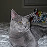 animal, bed, bedroom, bedspread, blanket, cat, cozy, crossed_paws, ears, feline, gray_cat, indoor, lounging, patterned_fabric, pet, portrait, sitting, social_media_screenshot, whiskers, yellow_eyes